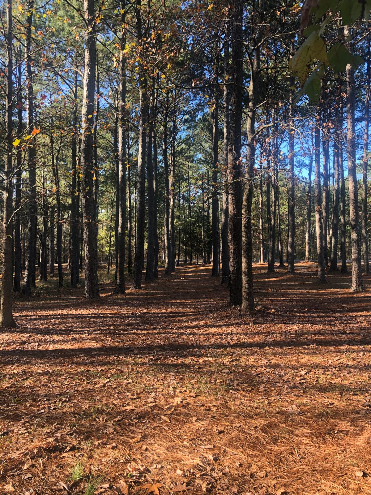 Hole 4