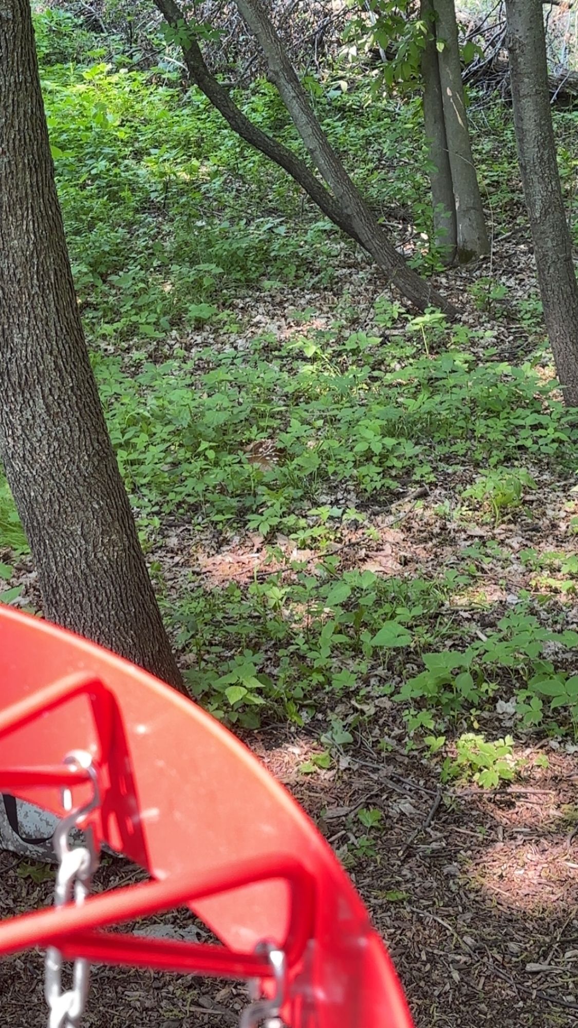 PLEASE BE VERY CAREFUL PUTTING ON HOLE 5!!! BABY DEER HIDING TO THE RIGHT OF NET!!!