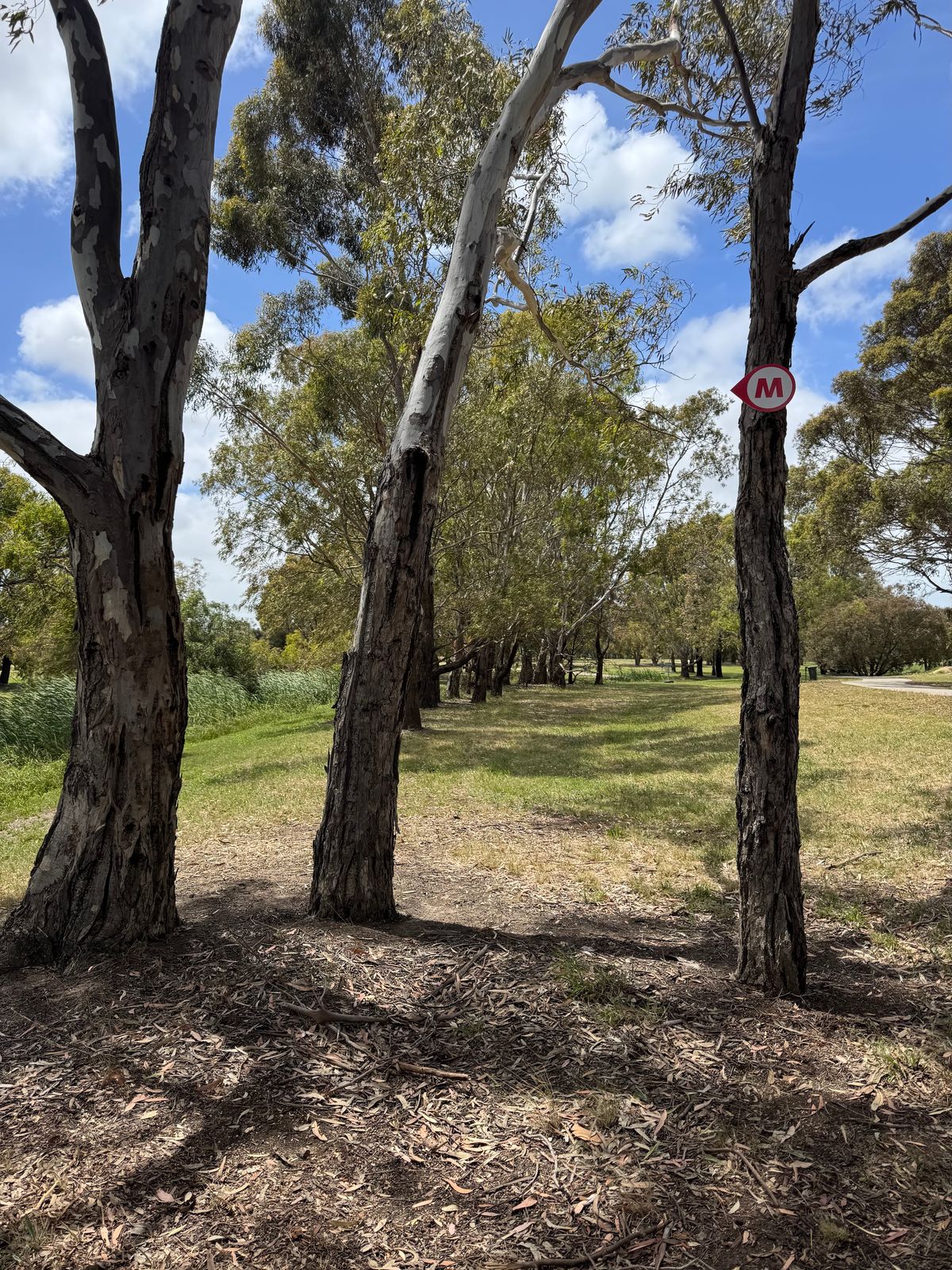 The tee view and mando for intermediate hole 7