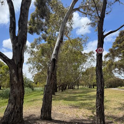 The tee view and mando for intermediate hole 7