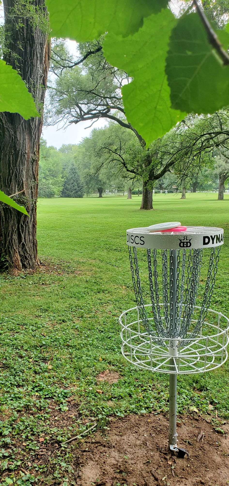 Hole 6 basket looking back at tee