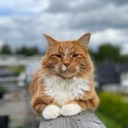 User avatar image