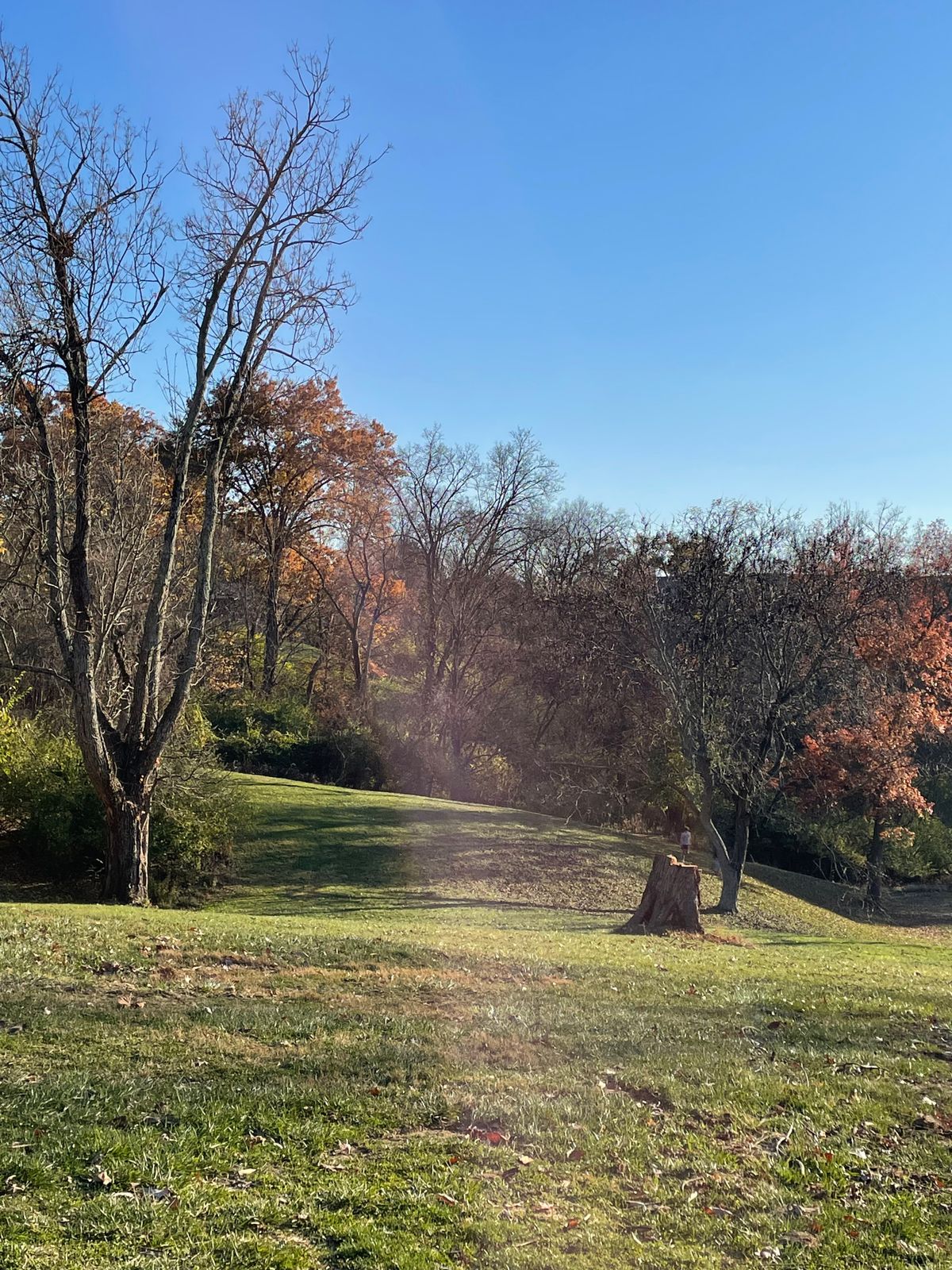 Hole 1 (tree cut down on right side)