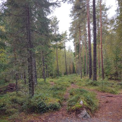 Väylä