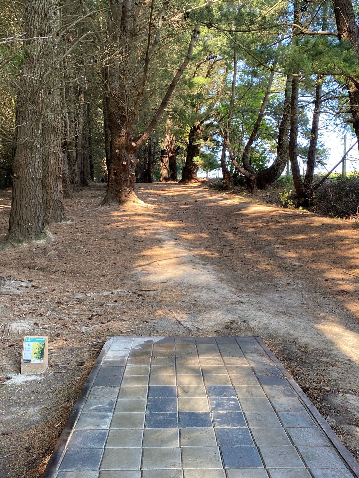 The view from the teepad at Hole 4 "Banana Rain Forest" named by Hudson aged 7. 
A treelined fairway with an out of bounds fence on the right. 