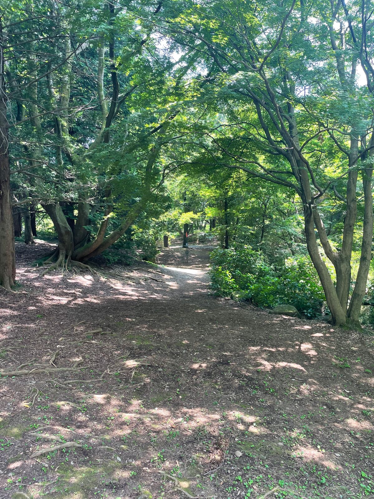 Hole 6 fairway