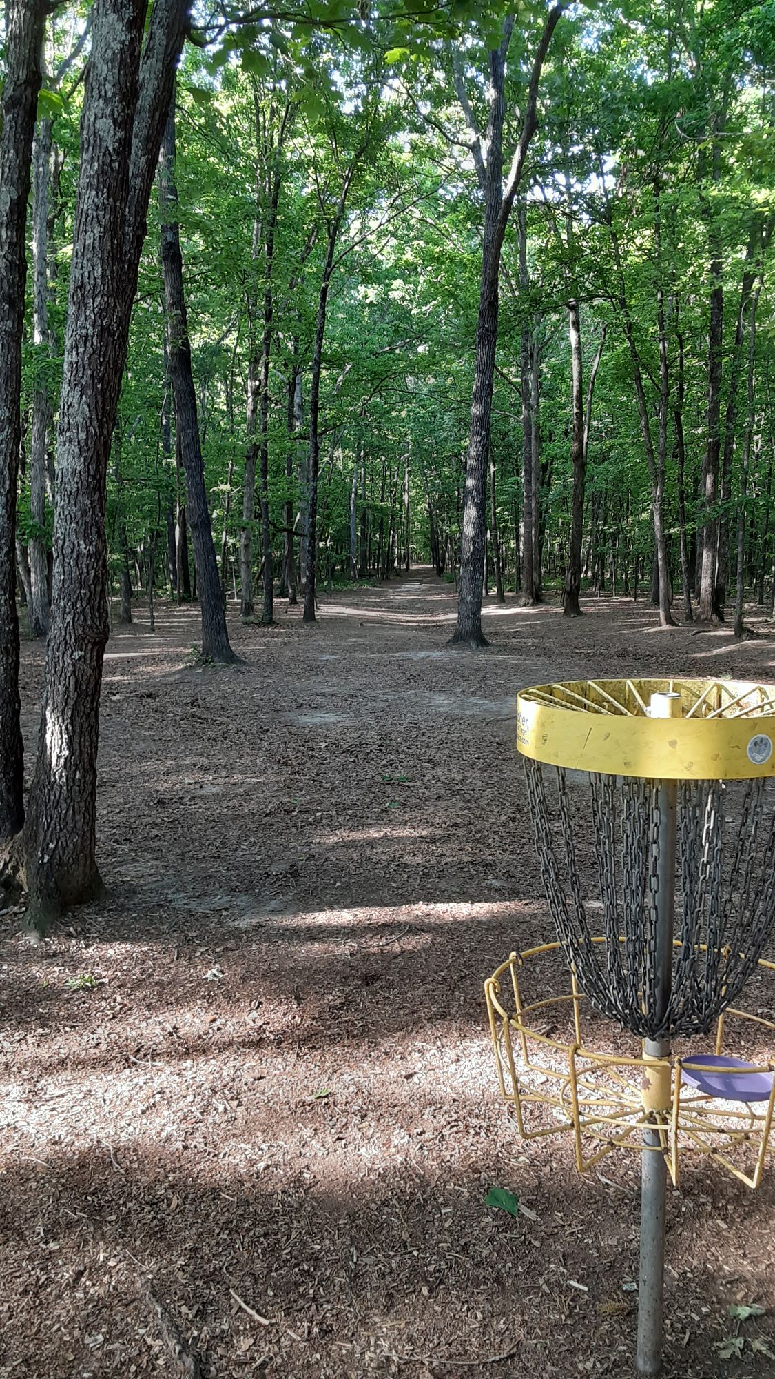 Looking back at fairway from basket 5.