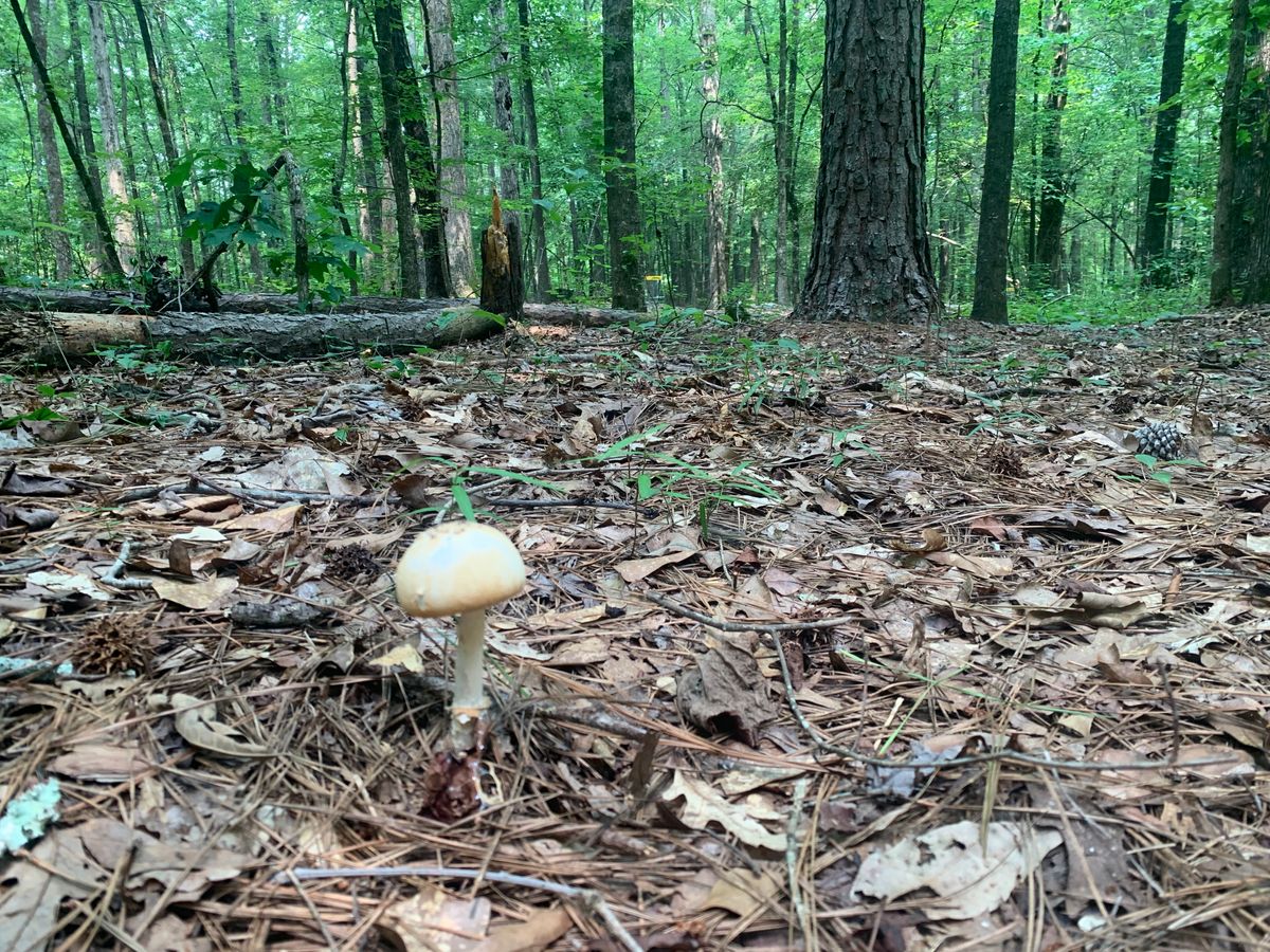 Shroom in the distance.