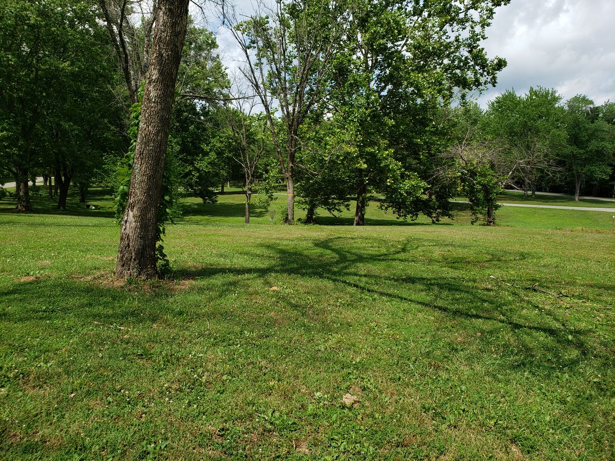 #8 Pro Tee shot view of Fairway.  Orange ribbon on tree marks location of #8 Basket.