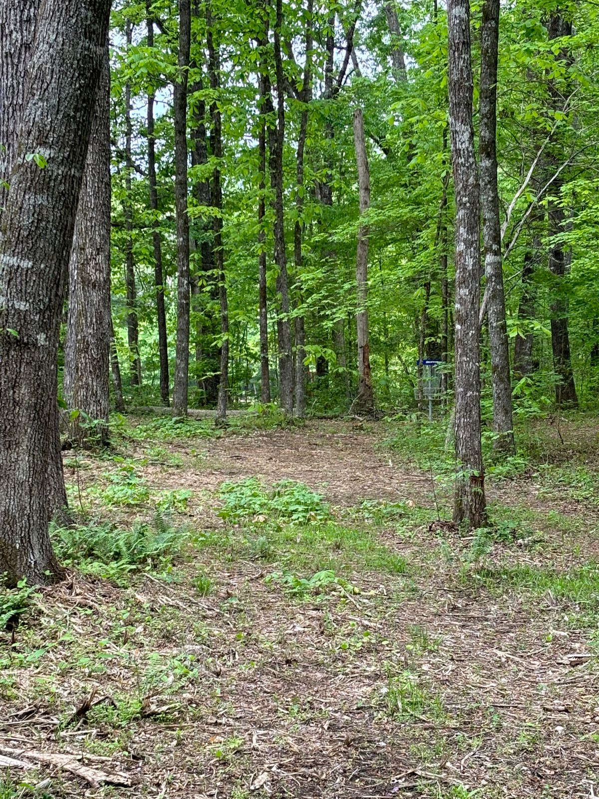 Hole 12