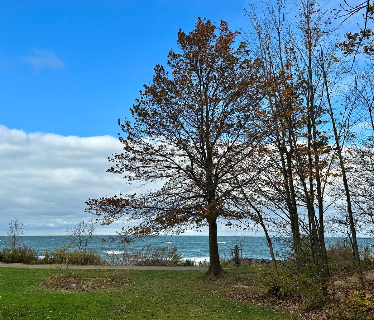 #1 has a large guardian tree directly in front of it.