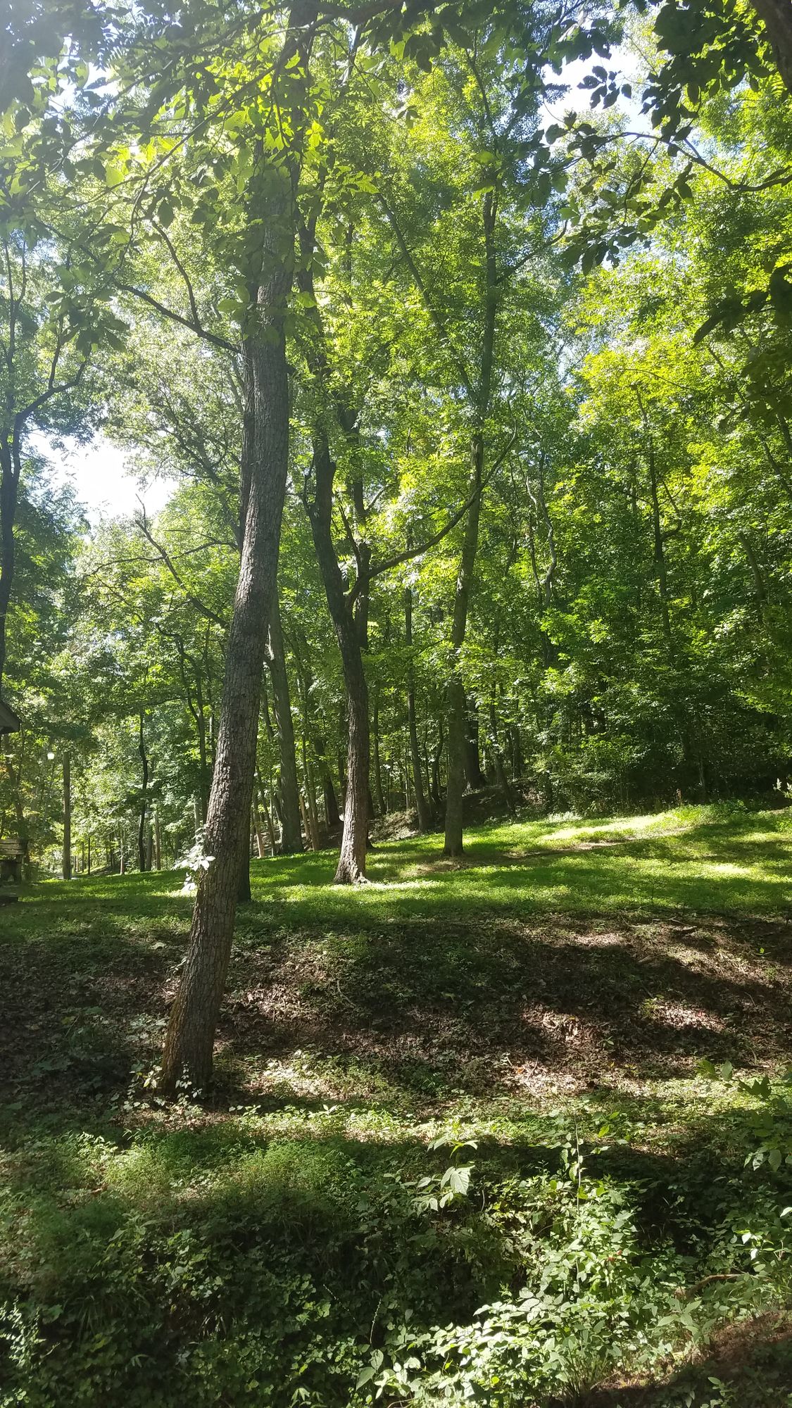 Hole # 7 - Short Tee