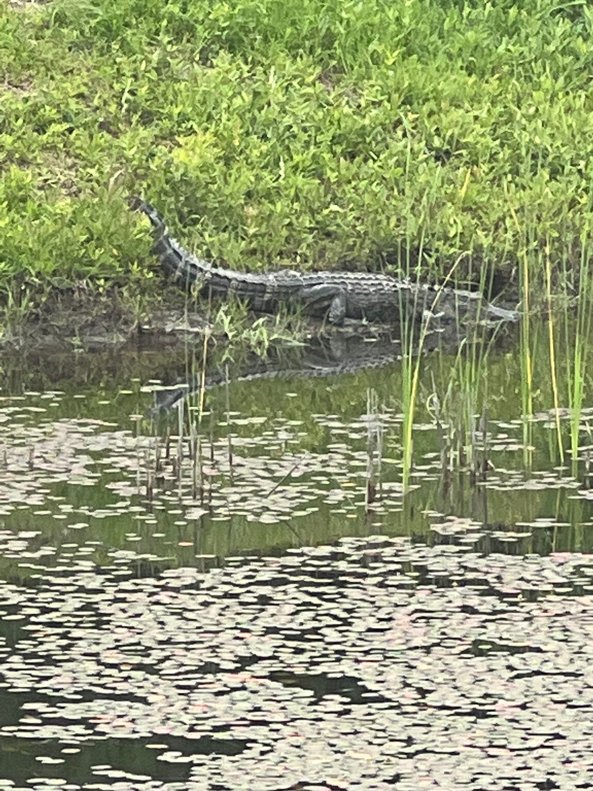 Course monitor, making sure the rules are followed I guess