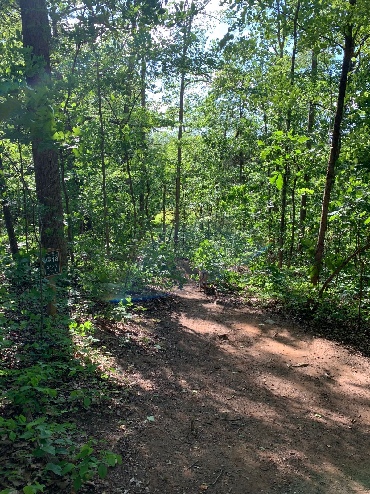 Hole 18 - Downhill, left across the edge of the field, the basket is tucked into the woods.