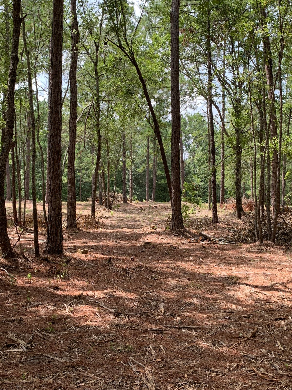 Tee pad used for hole 11