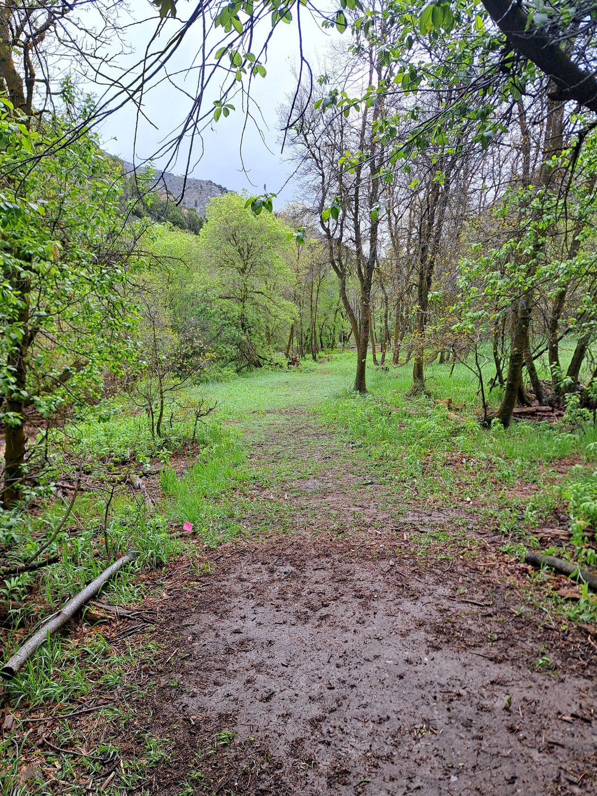 5 short fairway