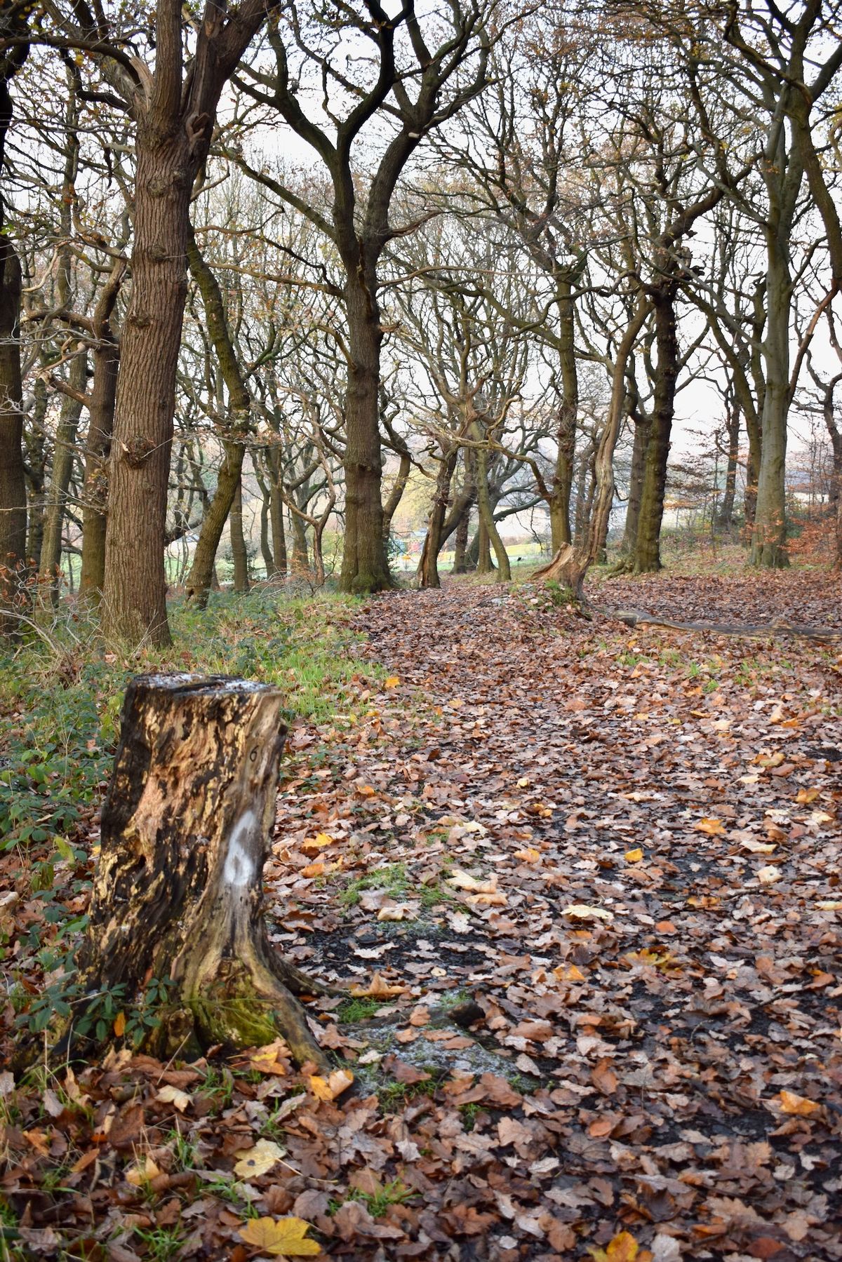 Four Stumps Hole 6 tee.
