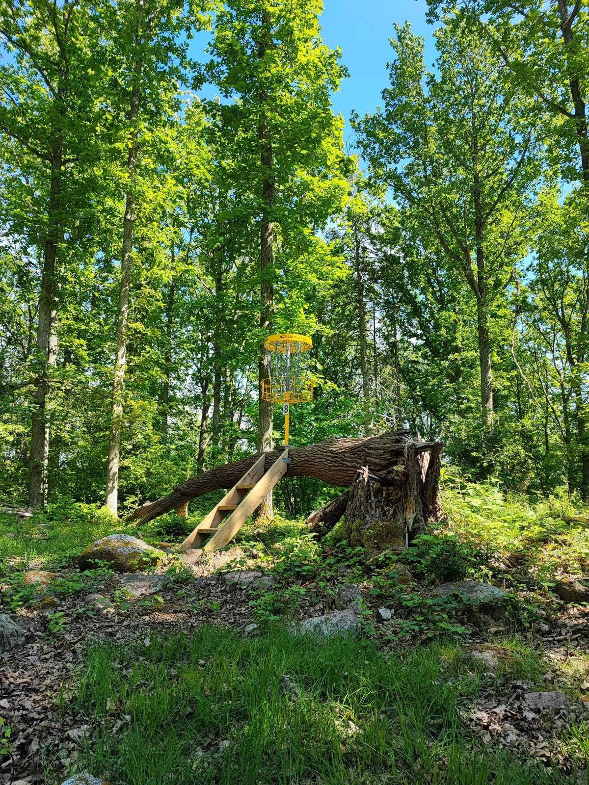 8:e korgen