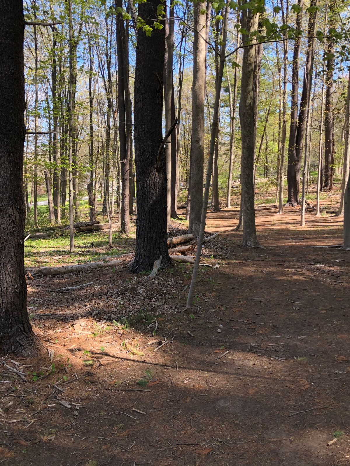 Hole 7: Basket down to the left