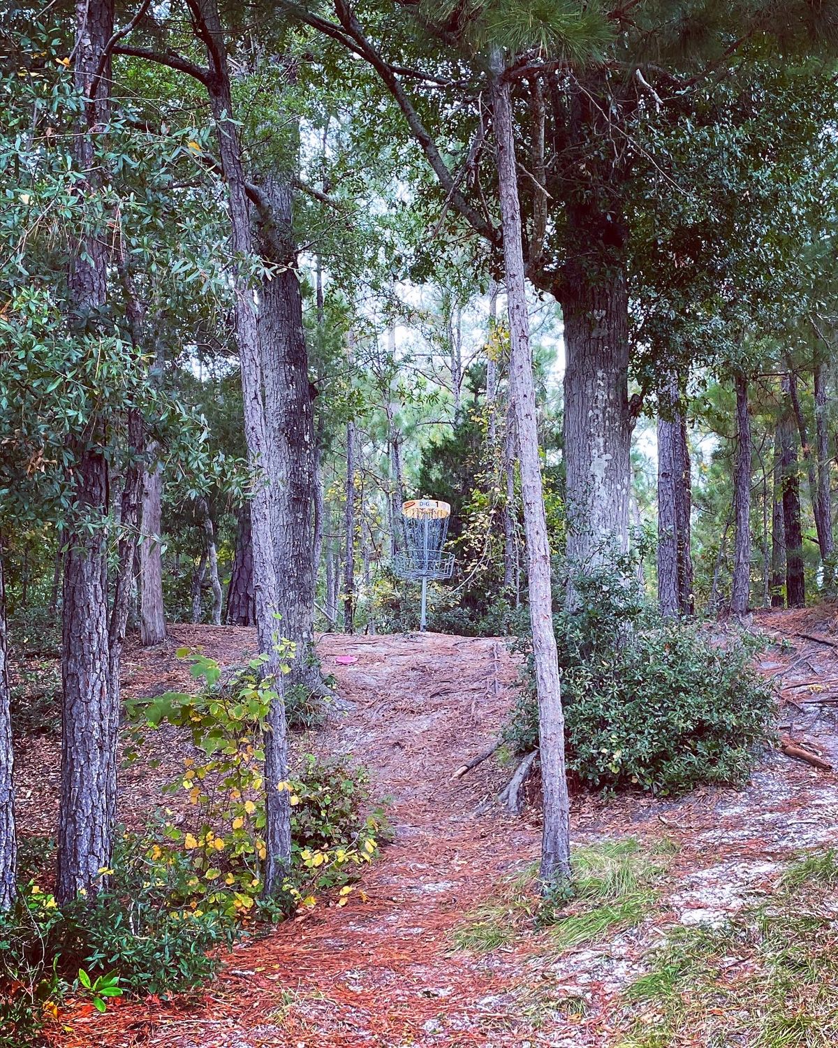 Basket 1, up on the hill to the right from the tee