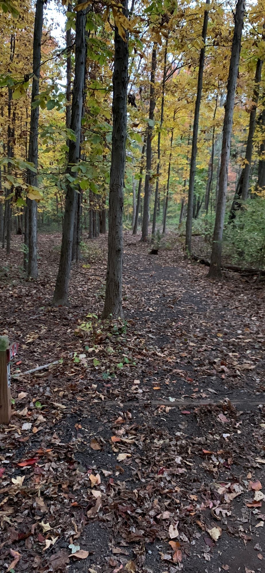 Hole 5 - Through some dense brush.