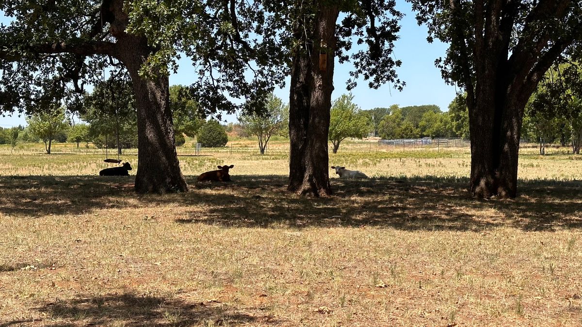 Three little calves, three big trees