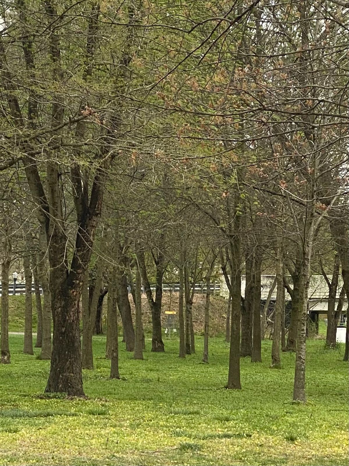 Hole 12 through the trees.