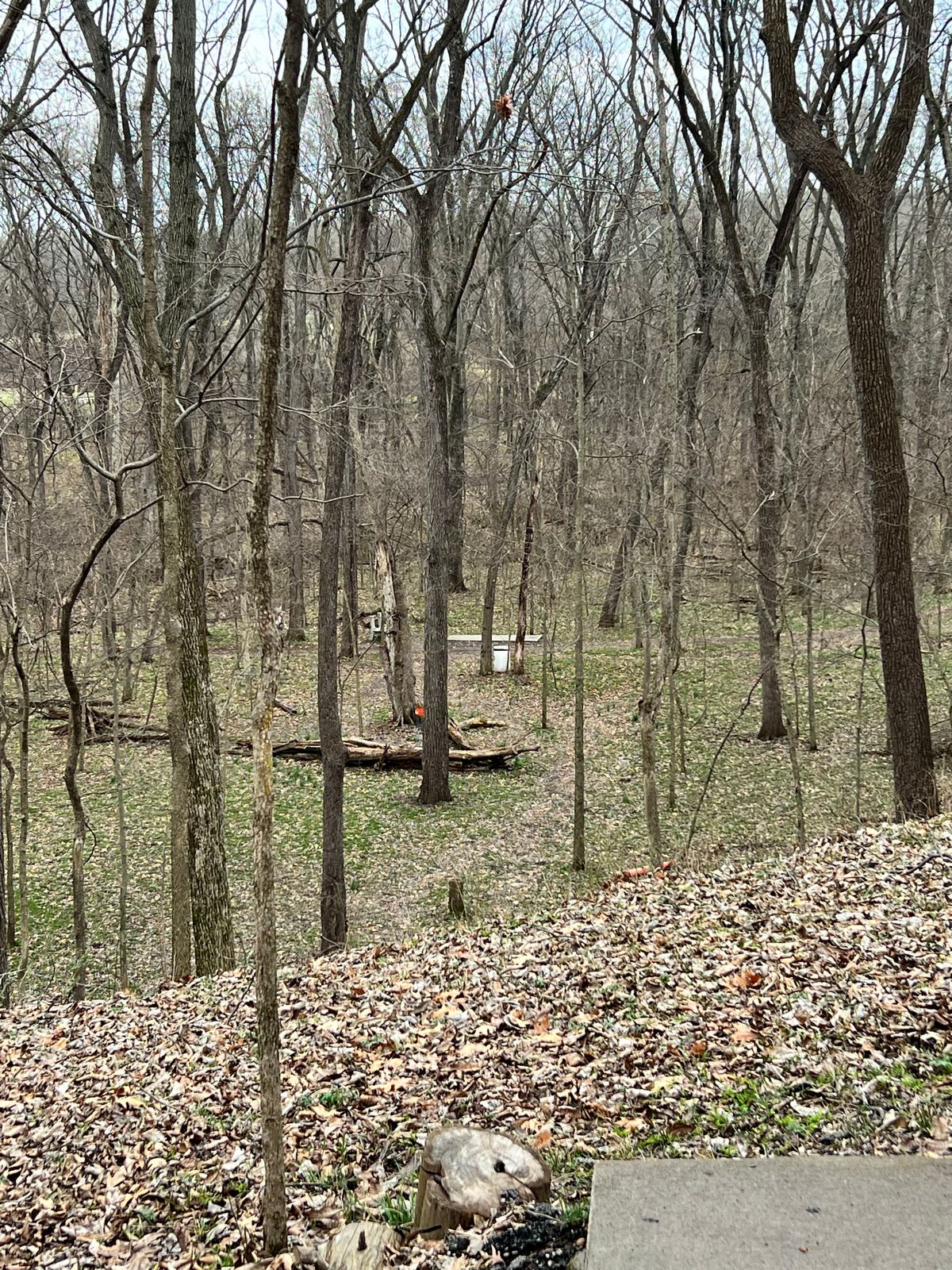 O7a basket protected by tree and logs