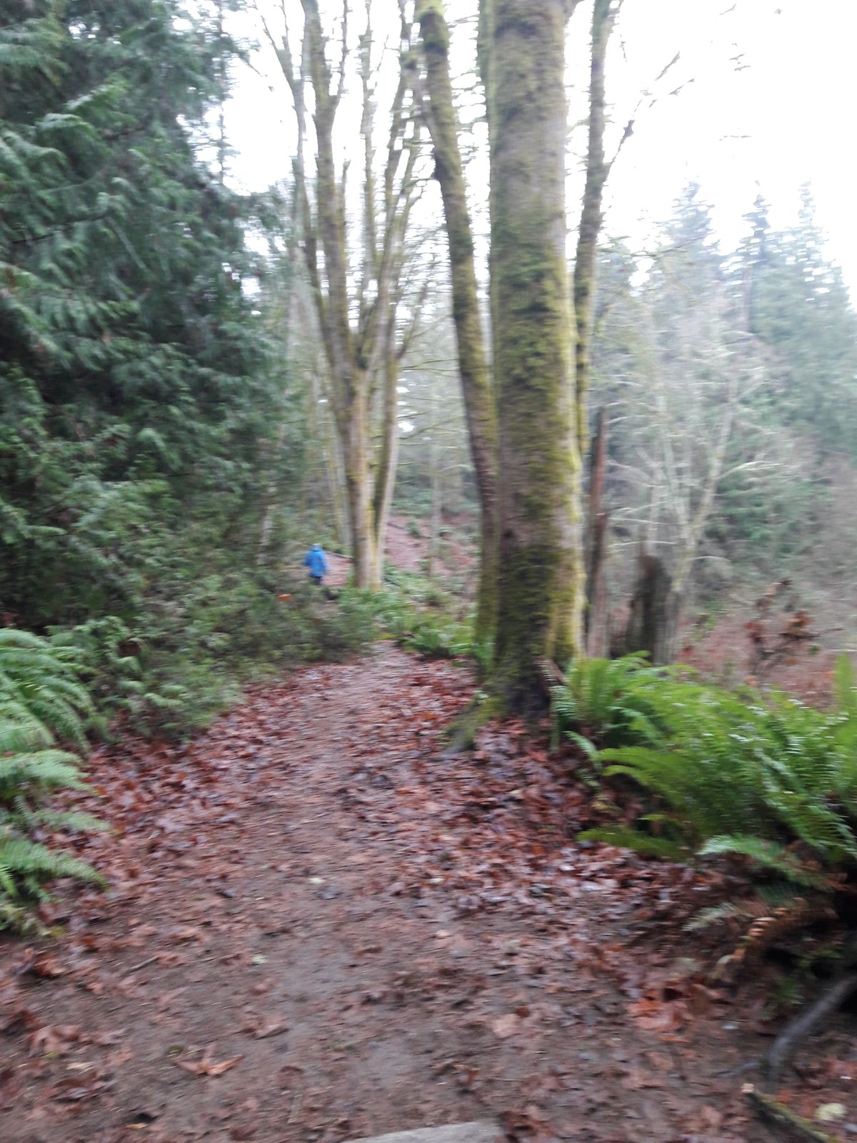 Gotta weave through trees on some of these