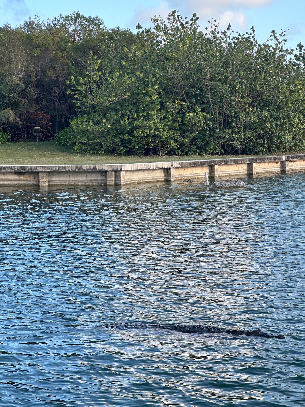 HUUUUGE alligator in the water. Careful not to throw your disc in the water.