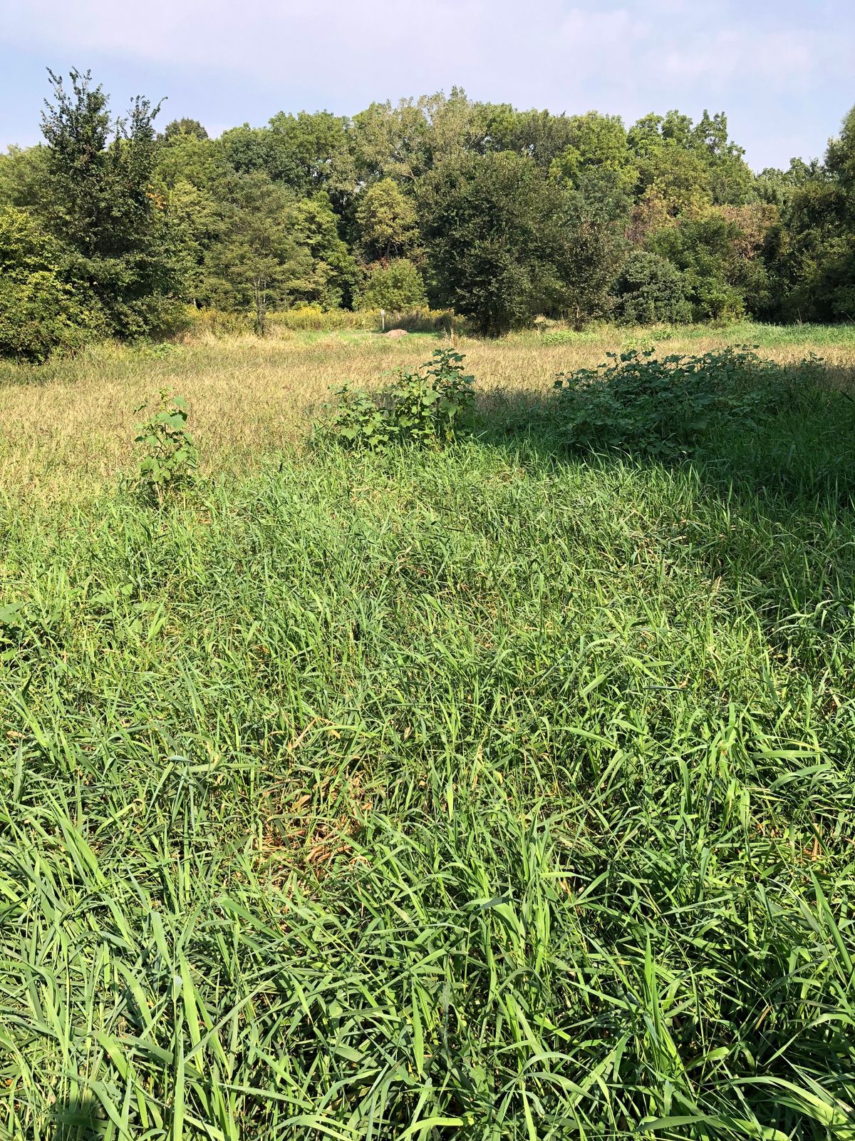 Pond marsh