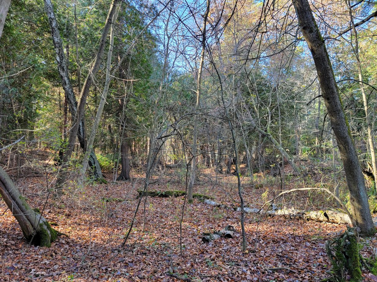 Hole 5 long tee - before photo
