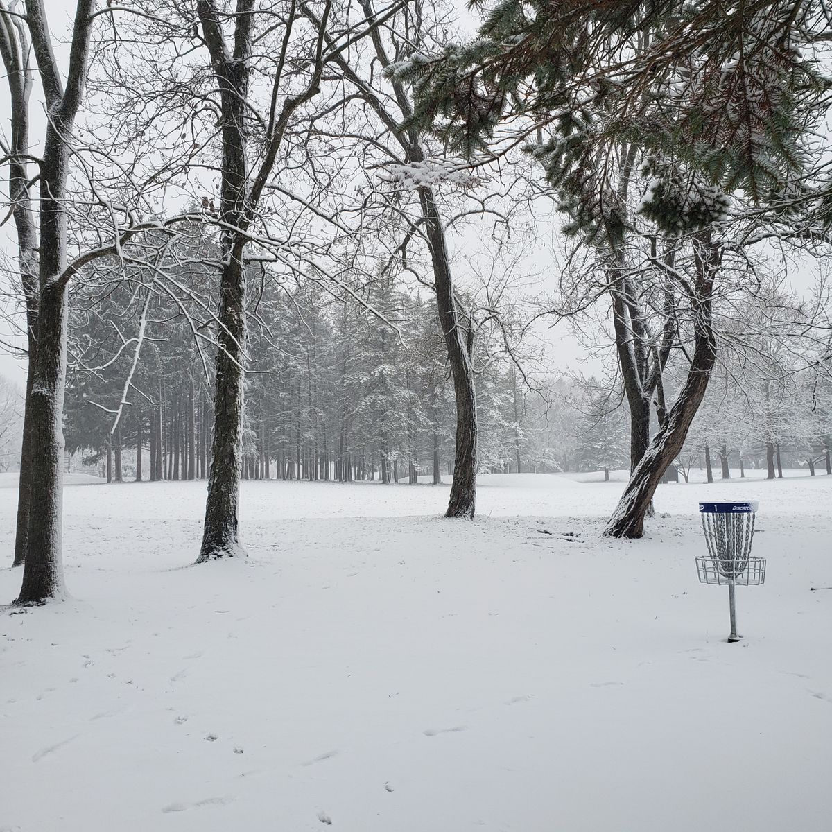 View of the green before the dead ash tree removal