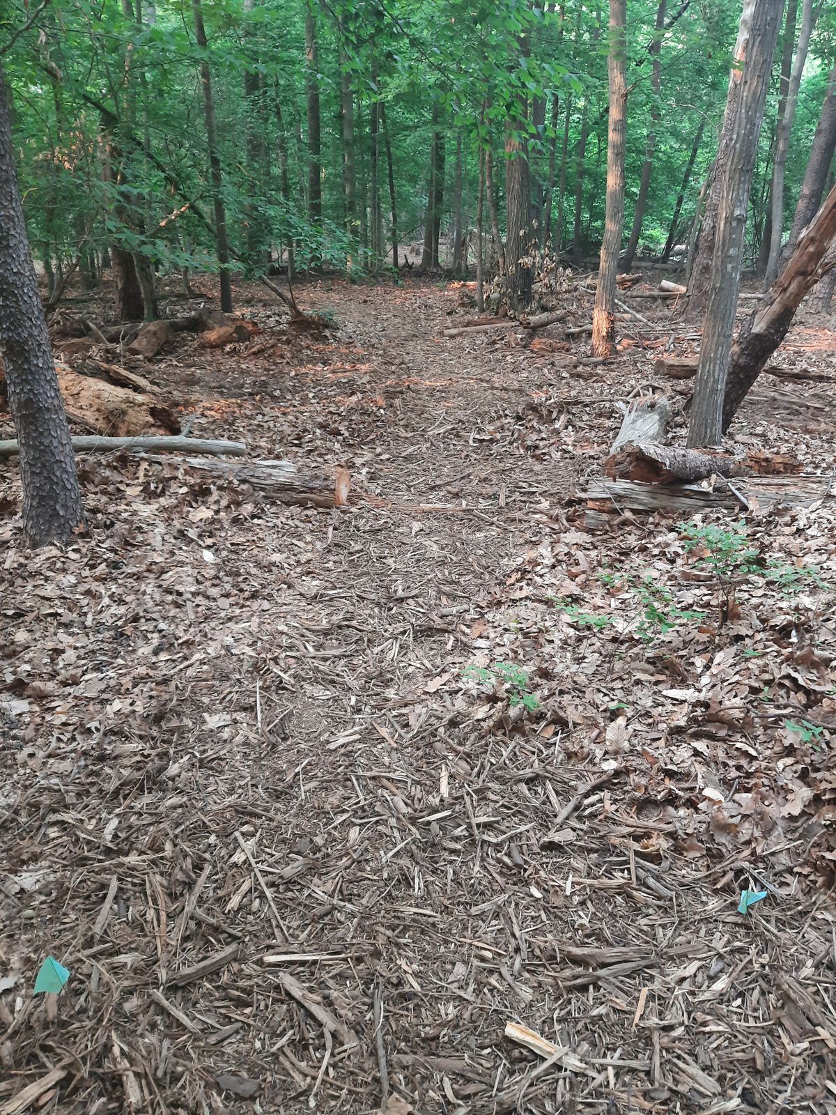 Hole 5 Tee
