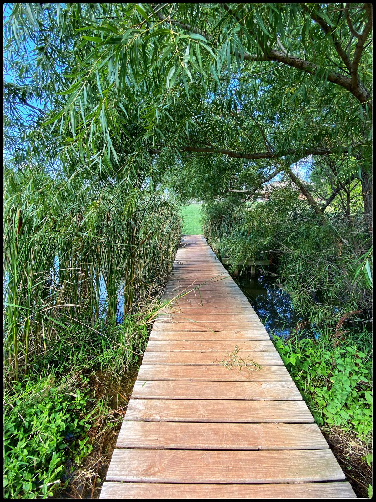 Bridge from Tee to #12 Basket