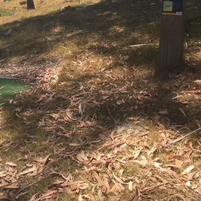 Green tee - hole 1 🕳