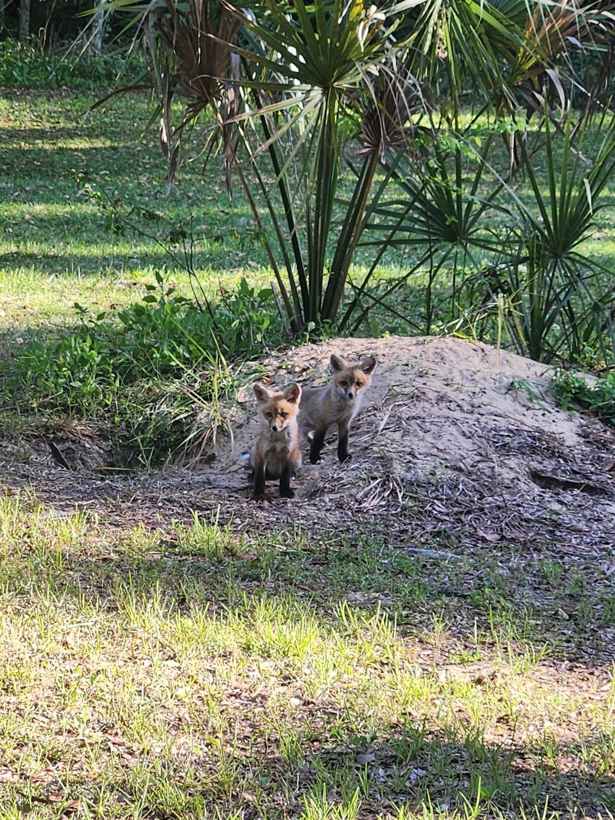 Red fox den between hole 16 and 17