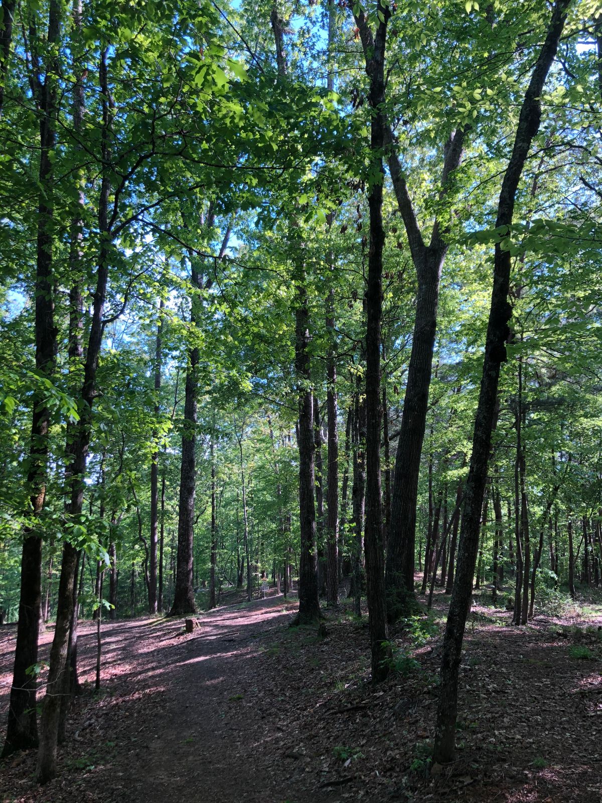 Hole 15