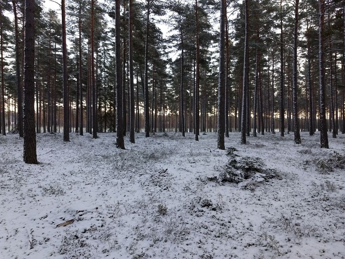 Hål 4 LZ