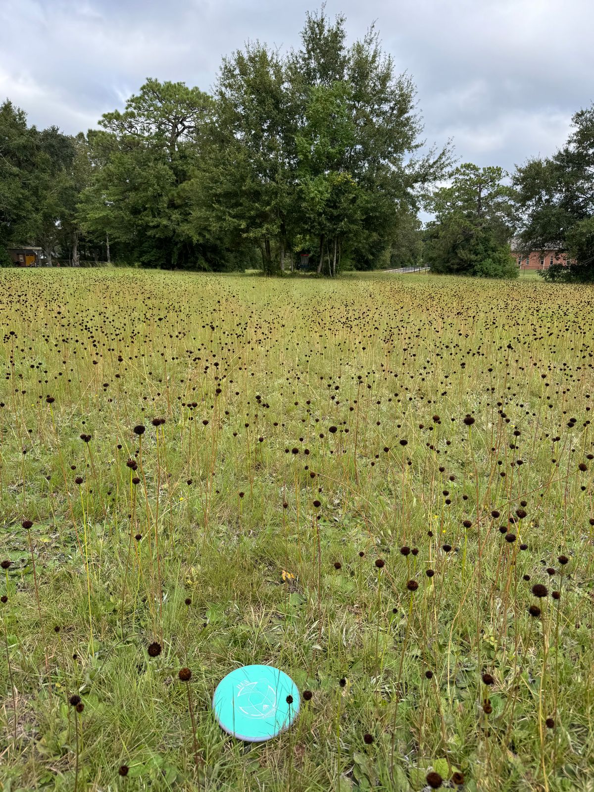 Hole 6 mid fairway  (throws over mild rough)