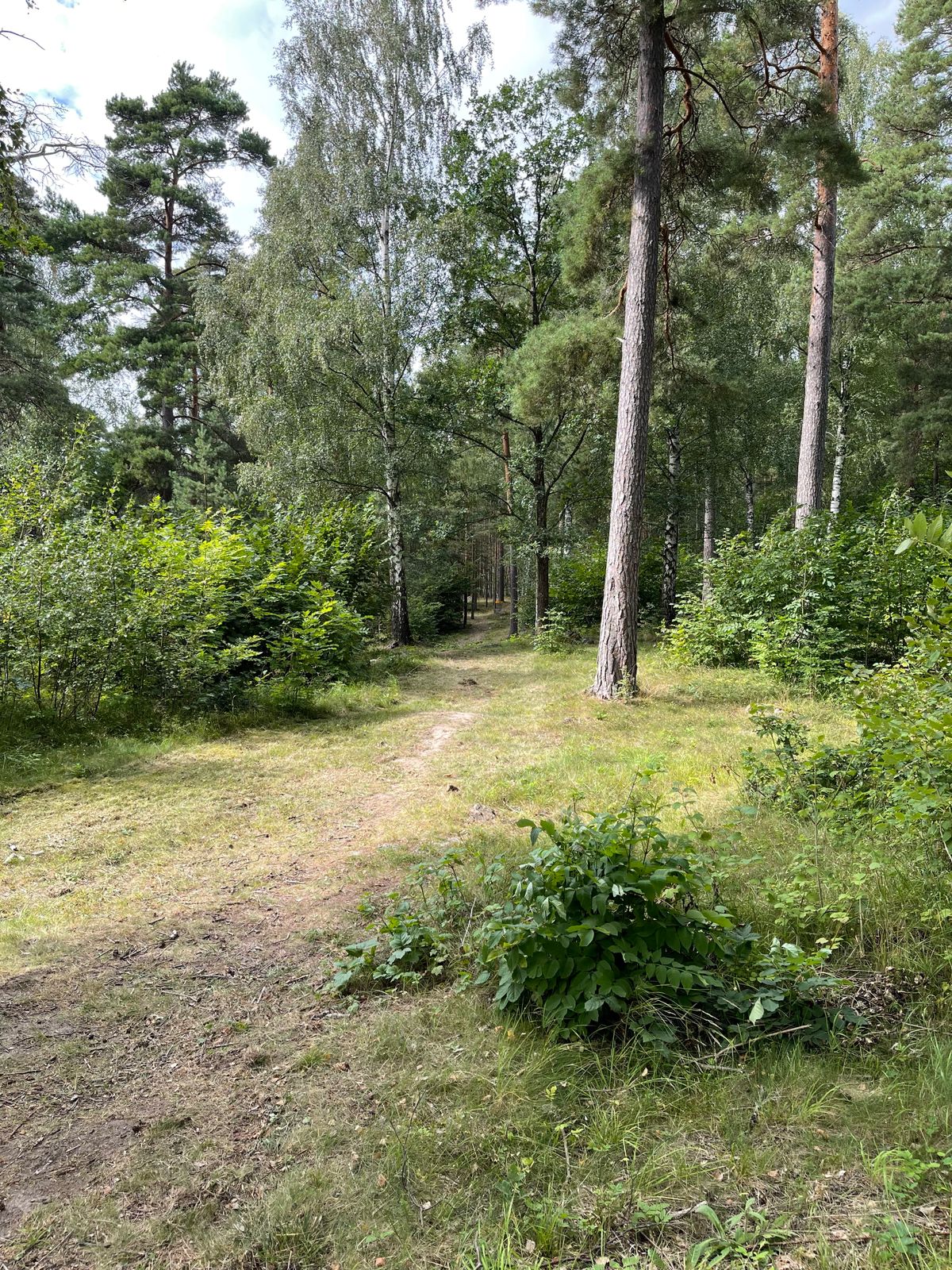Finns en halvstor myrstack ungefär vid andra trädet på höger sida