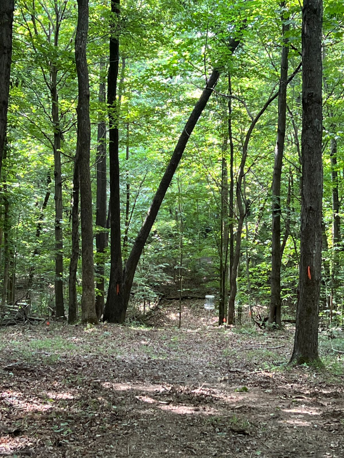 12 Fairway