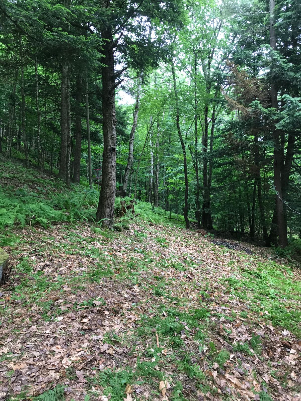 Hole 6 right approach.