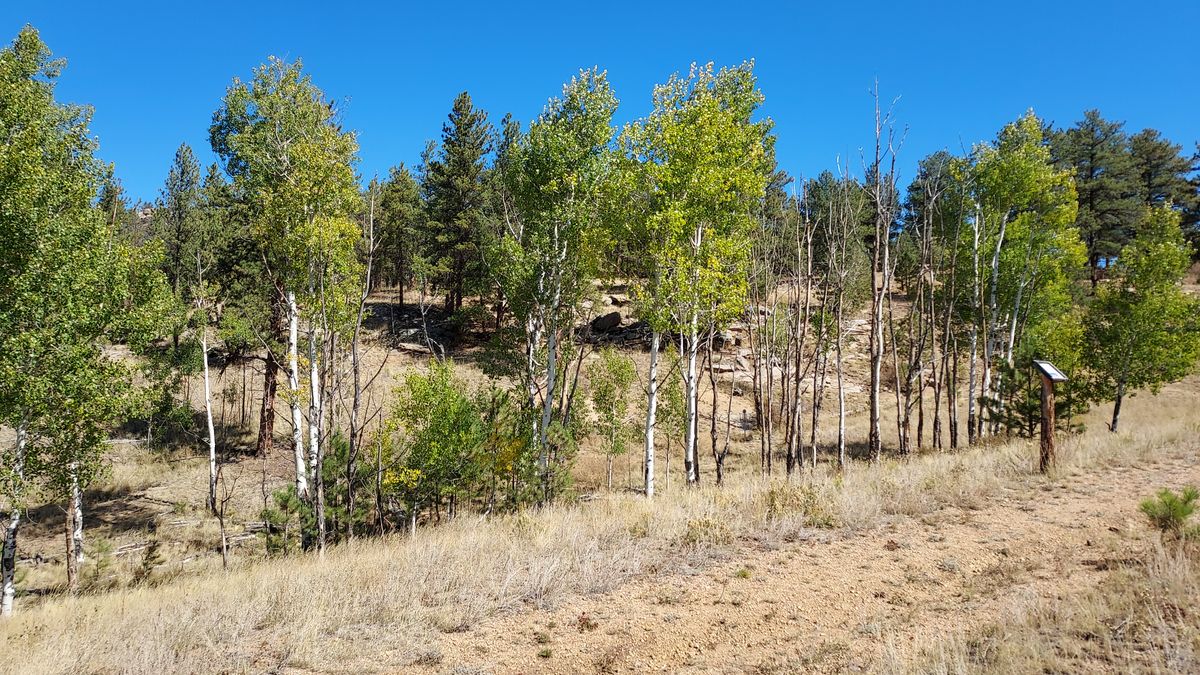 Hole 5 in the aspen grove.
