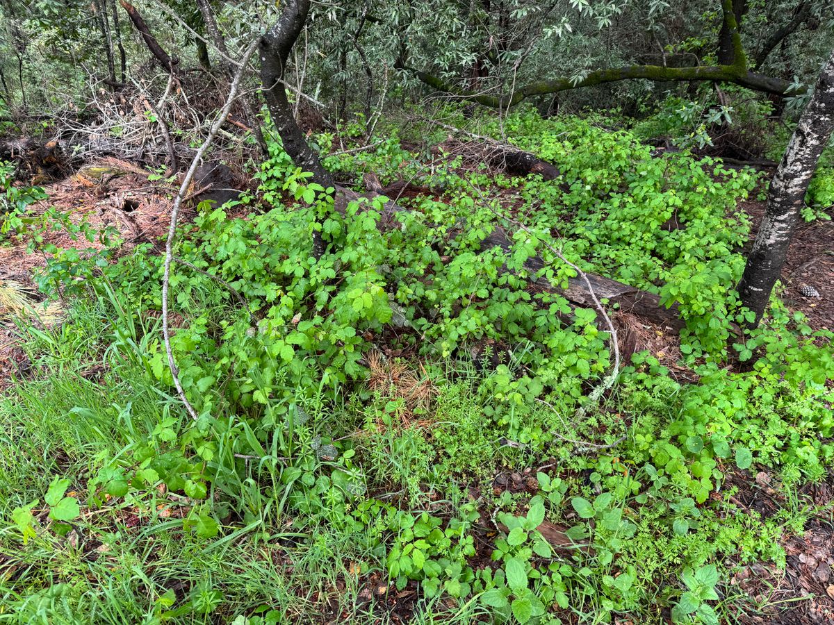 Watch out for poison oak. It’s everywhere.
