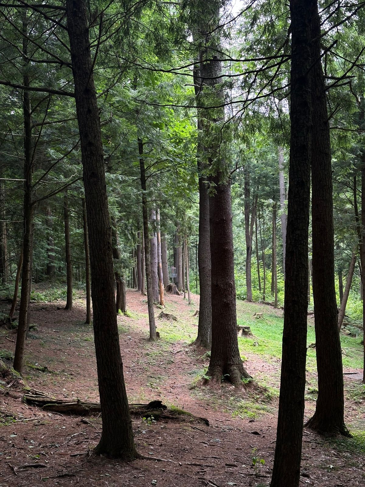 Hole 12 - shared basket with hole 3