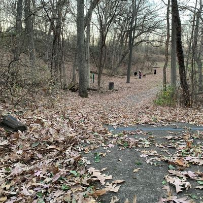 Hole 7 alternate tee.