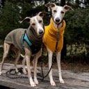 skinnydogs