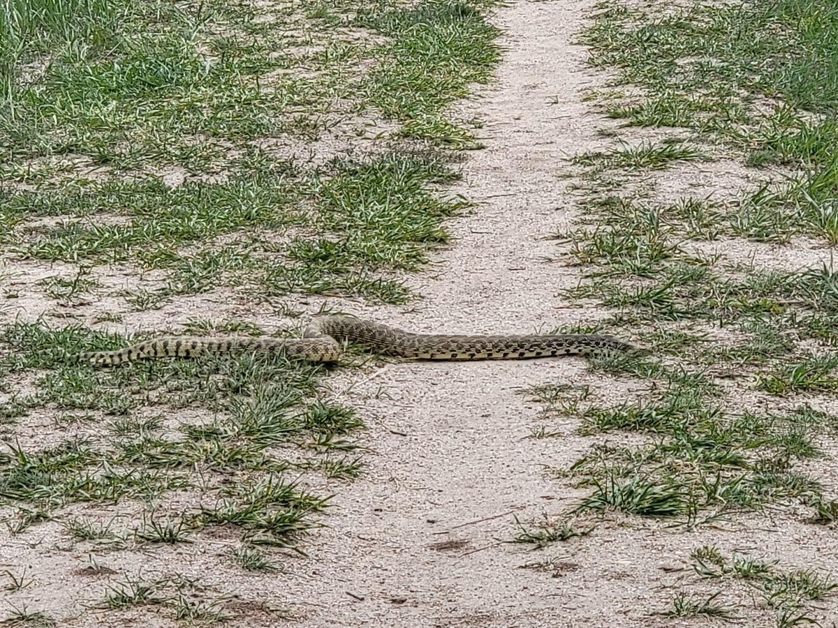 Saw this bad boy infront of the tee for 18. Keep your eyes peeled