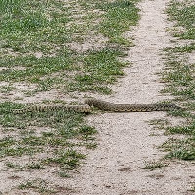 Saw this bad boy infront of the tee for 18. Keep your eyes peeled
